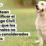 plantean-modificar-codigo-civil-animales-considerados-cosas-LP-1068×561